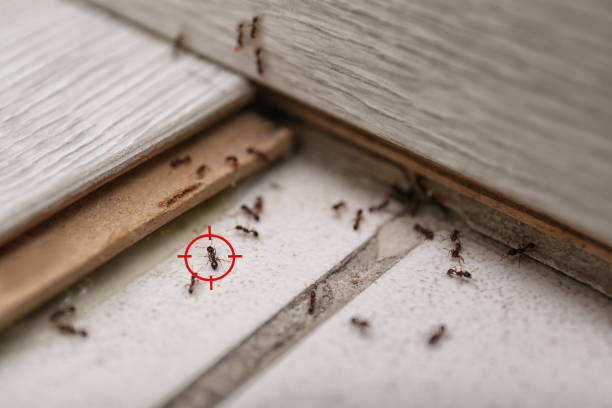 Best Bed Bug Extermination  in Talpa, NM