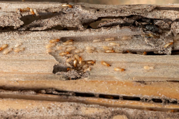 Best Wildlife Control Services  in Talpa, NM